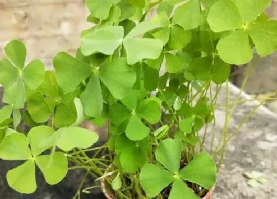 植物寓意|四叶草象征着什么意义 代表什么寓意
