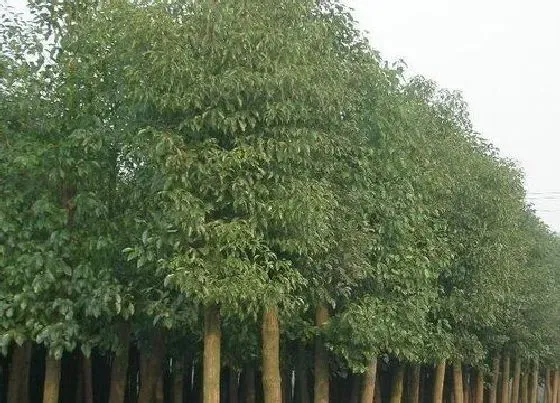 植物百科|樟树是常绿树还是落叶树（樟树是常青植物还是常绿阔叶树）