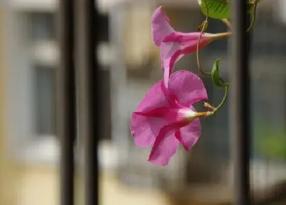 花期|双喜藤花期是什么时候