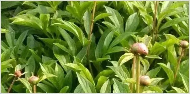 白芍栽培技巧 白芍种植的技术是什么 | 种植资料