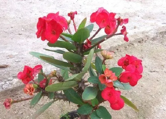 风水百科|家里养麒麟花吉利吗 家中养麒麟花的寓意及象征