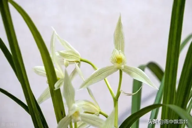 植物施肥|兰花什么时间开始喷磷酸二氢钾，叶面喷施浓度是多少）