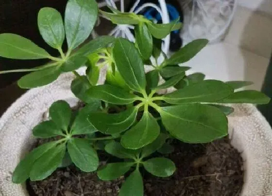 冬天植物|鸭脚木冬天会冻死吗