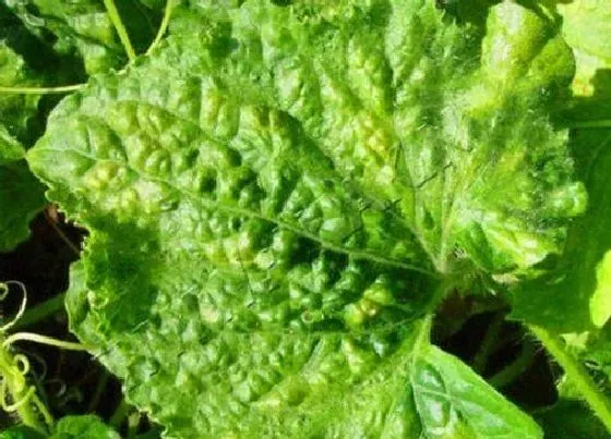植物虫害|冬瓜病虫害的防治方法与技术