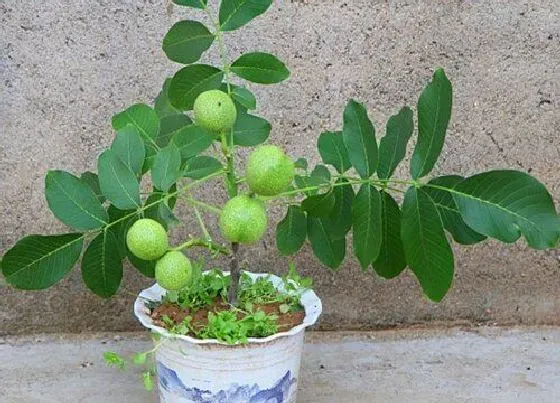 植物百科|核桃树能活多少年