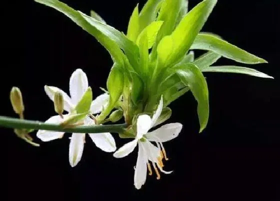 植物百科|柳叶吊兰开花吗 在什么时候开花