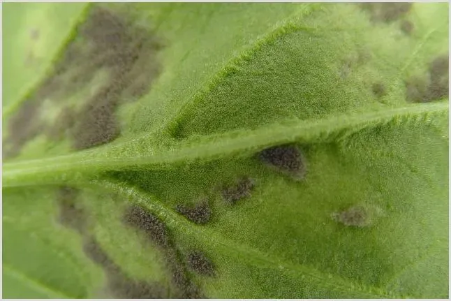 菠菜霜霉病的综合防治方法 | 种植技术