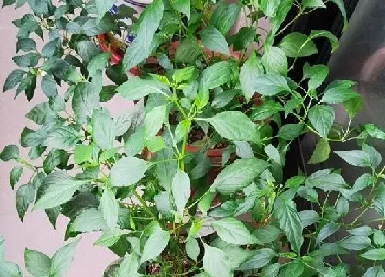 冬天植物|辣椒抗冻吗