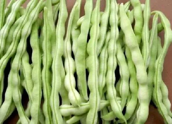 植物浇水|四季豆多少天浇一次水