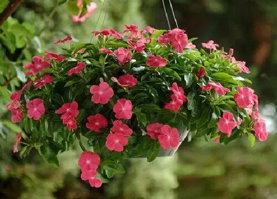 植物种类|庭院花卉种植品种 院子里种什么花卉植物好
