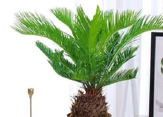 种植位置|铁树可以种在院子里吗