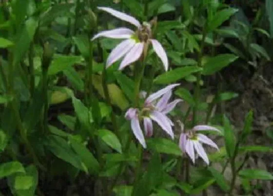 种植土壤|半边莲配土方法与种植土壤