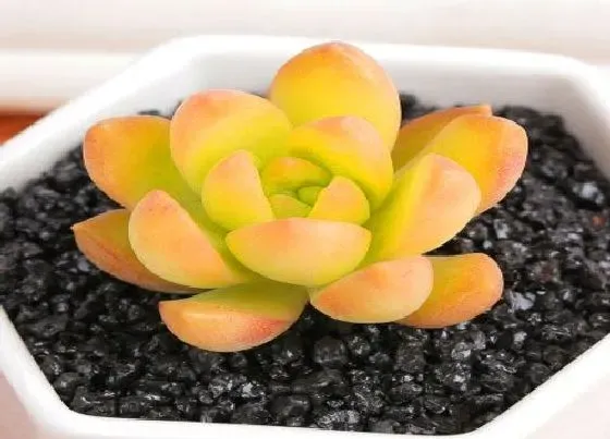 室内摆放|多肉植物能在室内养吗