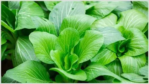白菜什么时间种植？种植技巧分享 | 自然知识