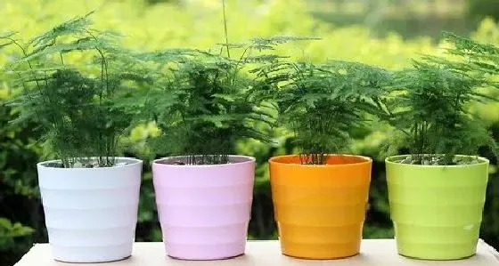 果实科普|文竹几月开花结果 什么时候开花结果