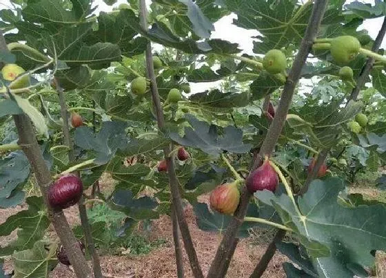 植物修剪|无花果树什么时候剪枝合适