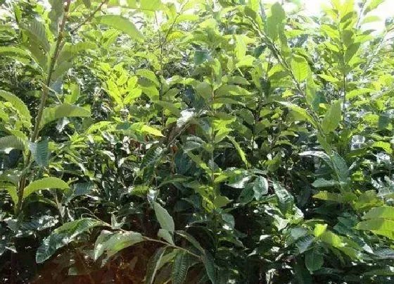 植物排行|榛子哪个品种好