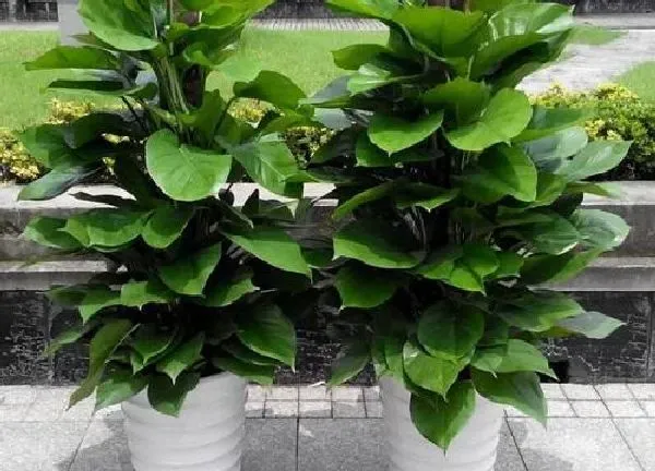 植物浇水|大叶绿萝多久浇一次水
