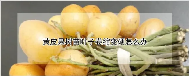 黄皮果树苗叶子卷缩变硬怎么办 | 耕种资料