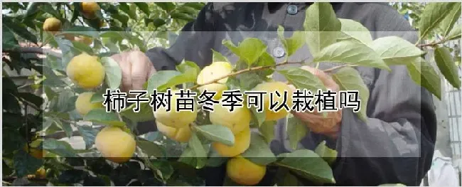 柿子树苗冬季可以栽植吗 | 养殖技术