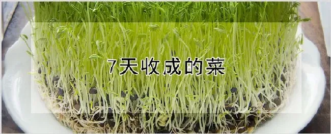 7天收成的菜 | 养殖技术