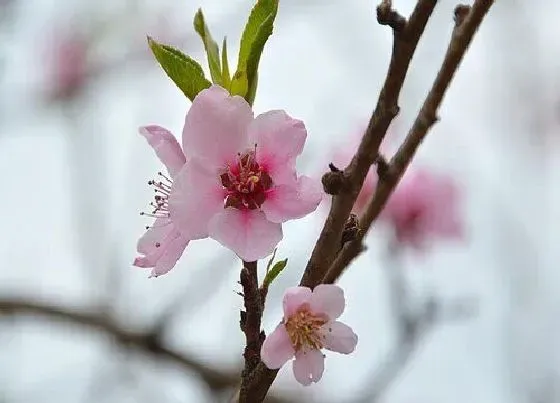 花朵|桃花是哪个季节开的花（桃花什么时候开放）