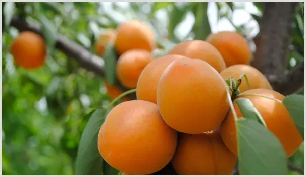 高产杏需要掌握的种植技巧有哪些？ | 农业技术