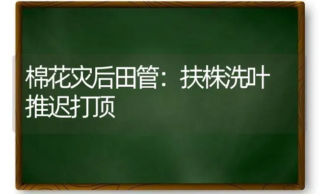 棉花灾后田管：扶株洗叶 推迟打顶 | 粮油作物种植