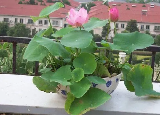 种植方法|碗莲怎么种 种植时间与方法步骤