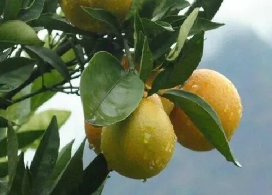 果实成熟|夏橙几月份成熟上市