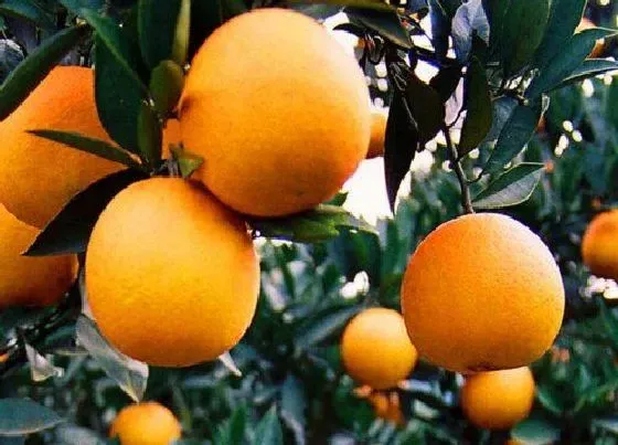 果实成熟|夏橙几月份成熟上市