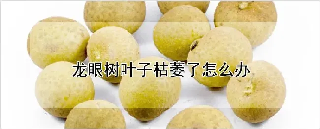 龙眼树叶子枯萎了怎么办 | 耕种资料