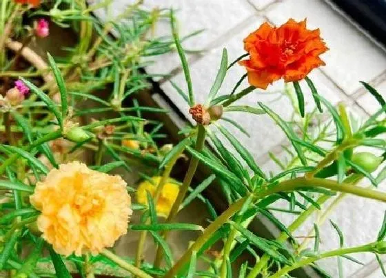 植物百科|太阳花是一年生还是多年生