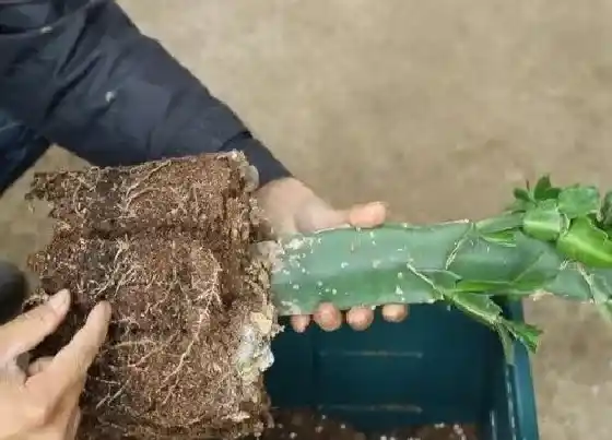 根部|蟹爪兰的根是什么样子的