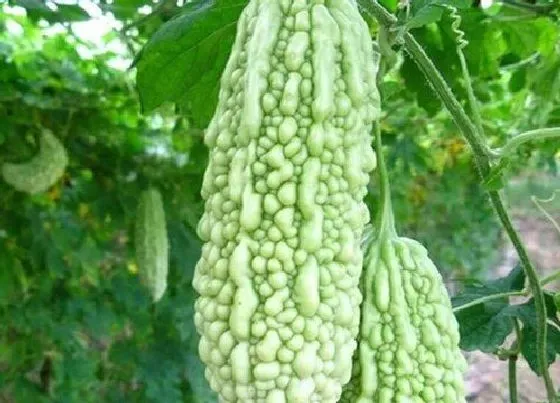 植物排行|降血压的植物有哪些