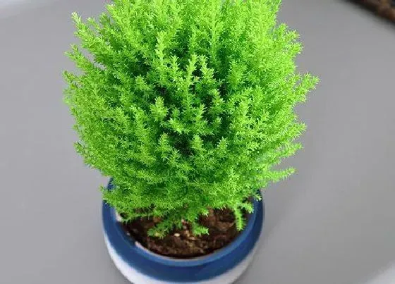 植物种类|松树和松柏树是一种树吗