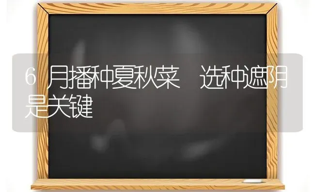 6月播种夏秋菜 选种遮阴是关键 | 蔬菜种植