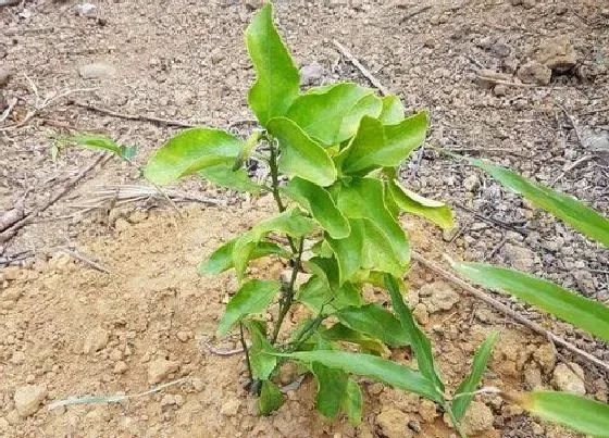 花卉风水|农村大门口摆放什么植物风水好