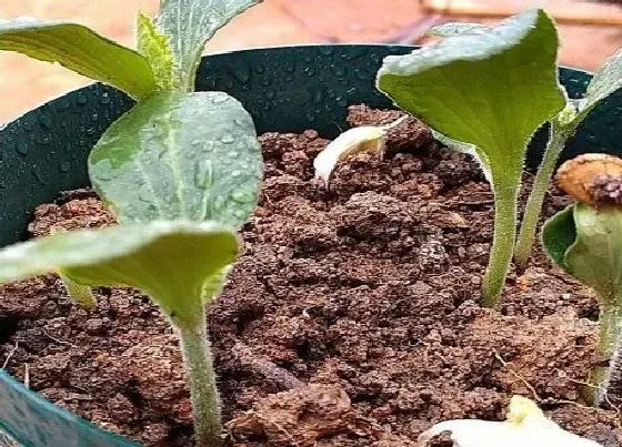 种植管理|南瓜如何栽培和管理才能高产，南瓜的种植方法与栽培技术）