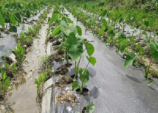 植物浇水|芋头多久浇一次水