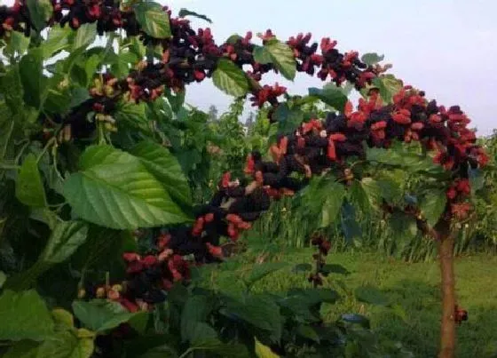 植物修剪|果桑什么时候剪枝为好 适合几月修剪整枝