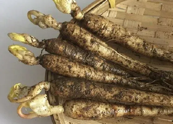 植物种类|人参是被子植物吗