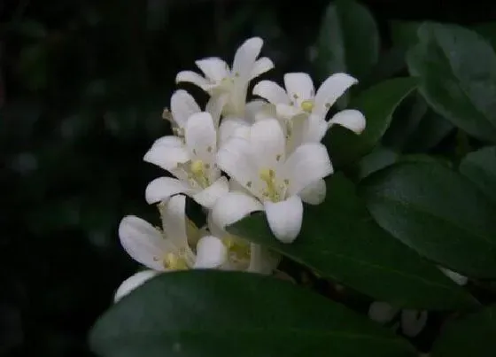 植物招财|桂花适合在家里养吗 桂花树能不能栽在家里