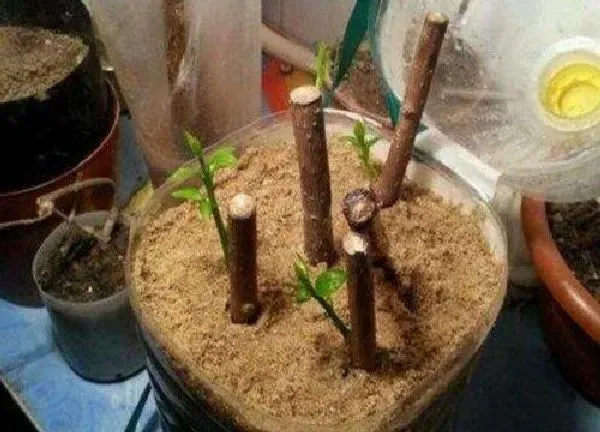植物发芽|腊梅什么时候发芽长叶