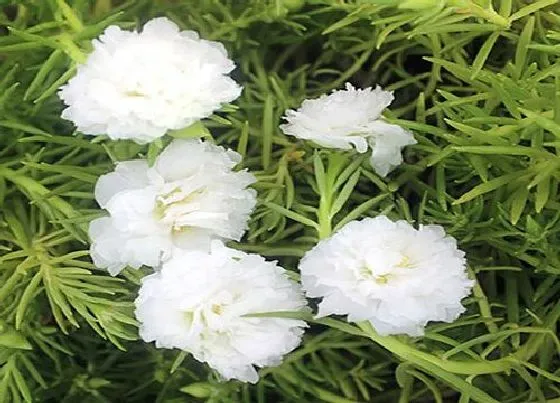 植物繁殖|重瓣太阳花怎么繁殖方法和注意事项