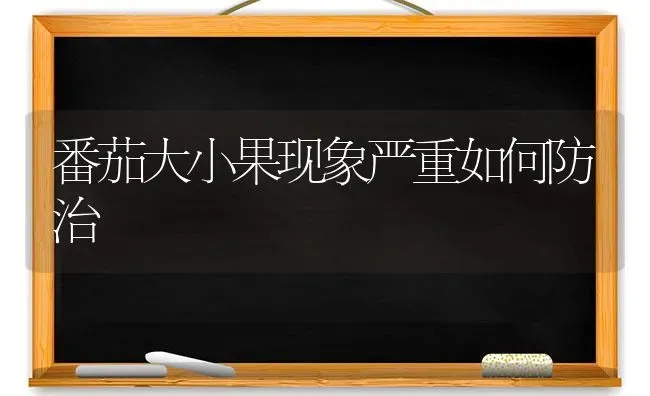 番茄大小果现象严重如何防治 | 瓜果种植