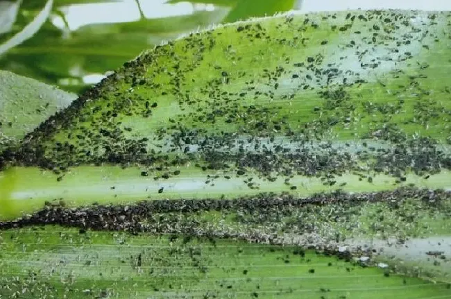 植物虫害|玉米杆生了蚜虫怎么处理（玉米地蚜虫危害特点及打药配方）