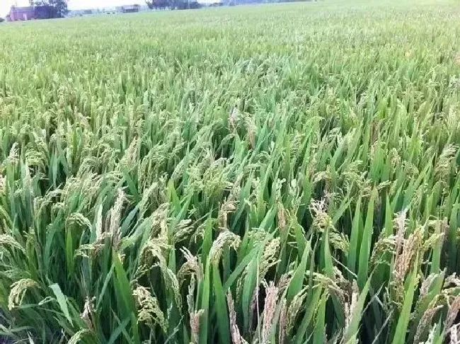 植物病害|水稻抽穗后稻粒变白色是什么病（水稻灌浆期出现白粒怎么办）