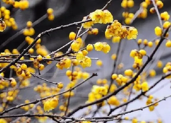 植物移栽|腊梅上盆时间与养护方法