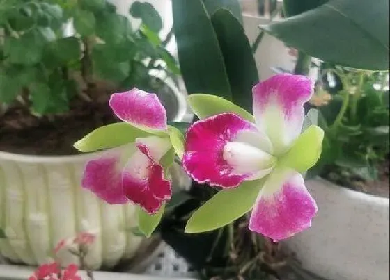 开花时间|卡特兰什么时候开花 花期有多长时间